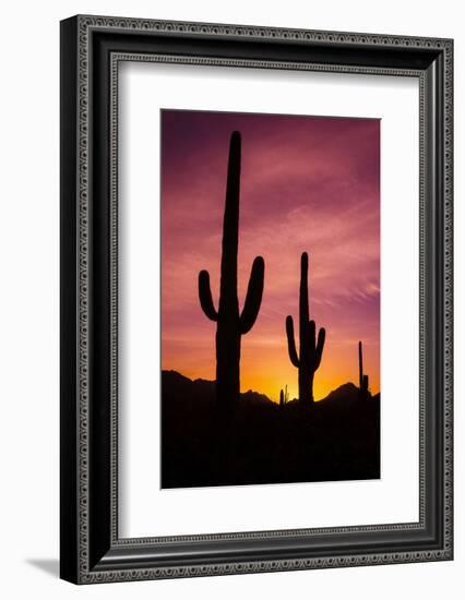 Saguaro Cactus at Sunrise under Gates Pass, Tucson Mountain Park, Arizona-Russ Bishop-Framed Photographic Print