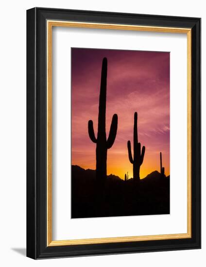 Saguaro Cactus at Sunrise under Gates Pass, Tucson Mountain Park, Arizona-Russ Bishop-Framed Photographic Print