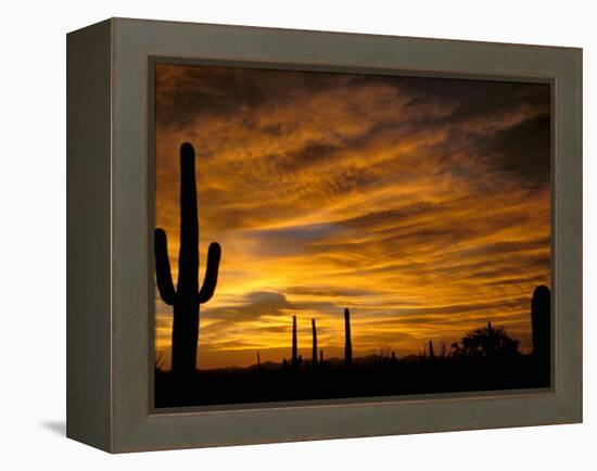 Saguaro Cactus at Sunset, Sonoran Desert, Arizona, USA-Marilyn Parver-Framed Premier Image Canvas