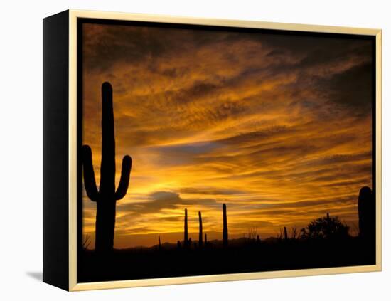 Saguaro Cactus at Sunset, Sonoran Desert, Arizona, USA-Marilyn Parver-Framed Premier Image Canvas