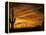 Saguaro Cactus at Sunset, Sonoran Desert, Arizona, USA-Marilyn Parver-Framed Premier Image Canvas