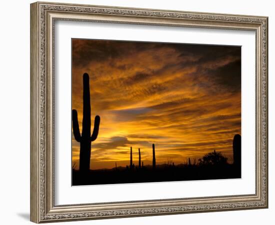 Saguaro Cactus at Sunset, Sonoran Desert, Arizona, USA-Marilyn Parver-Framed Photographic Print