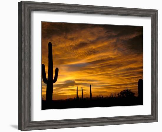 Saguaro Cactus at Sunset, Sonoran Desert, Arizona, USA-Marilyn Parver-Framed Photographic Print