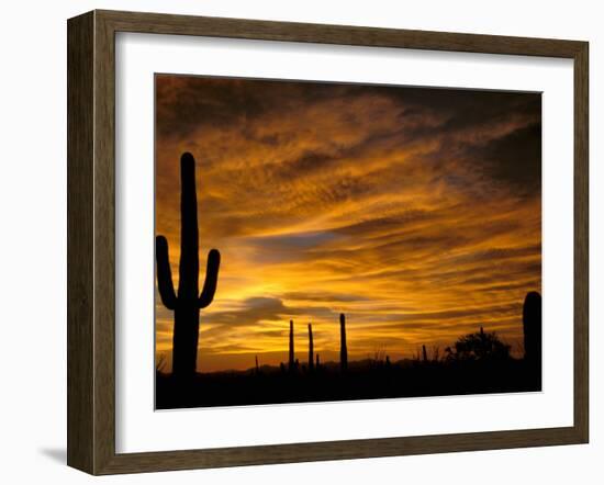 Saguaro Cactus at Sunset, Sonoran Desert, Arizona, USA-Marilyn Parver-Framed Photographic Print