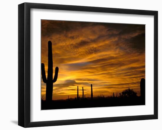 Saguaro Cactus at Sunset, Sonoran Desert, Arizona, USA-Marilyn Parver-Framed Photographic Print