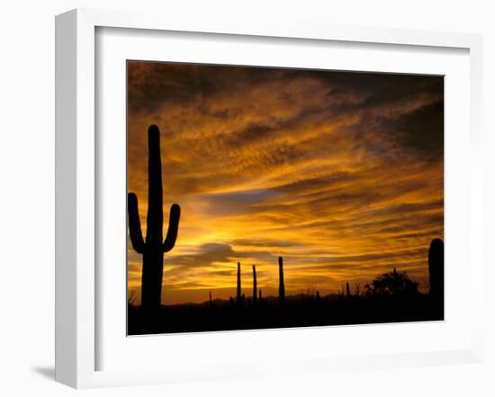 Saguaro Cactus at Sunset, Sonoran Desert, Arizona, USA-Marilyn Parver-Framed Photographic Print