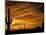 Saguaro Cactus at Sunset, Sonoran Desert, Arizona, USA-Marilyn Parver-Mounted Photographic Print