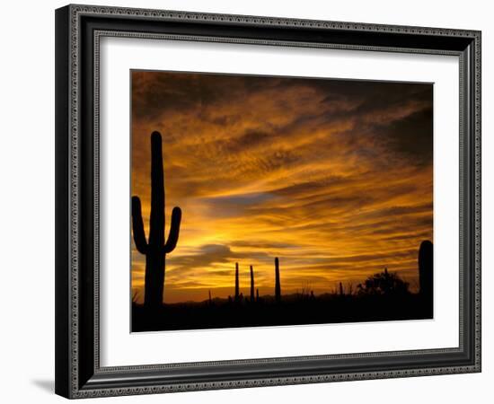 Saguaro Cactus at Sunset, Sonoran Desert, Arizona, USA-Marilyn Parver-Framed Photographic Print