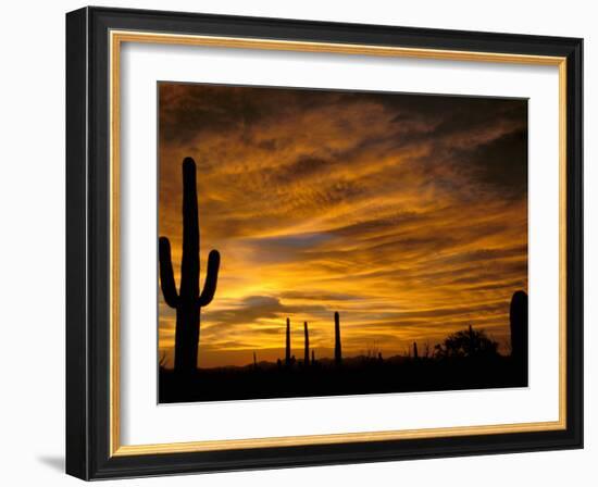 Saguaro Cactus at Sunset, Sonoran Desert, Arizona, USA-Marilyn Parver-Framed Photographic Print