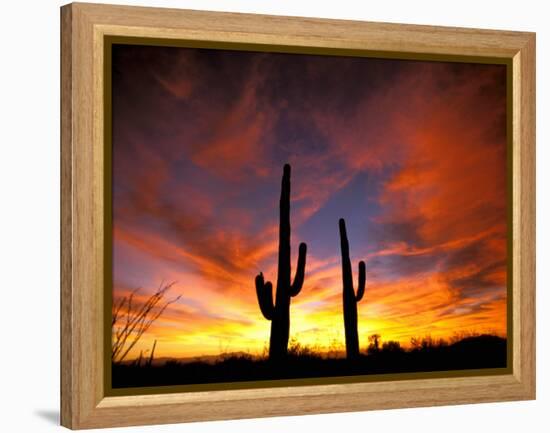 Saguaro Cactus at Sunset, Sonoran Desert, Arizona, USA-Marilyn Parver-Framed Premier Image Canvas