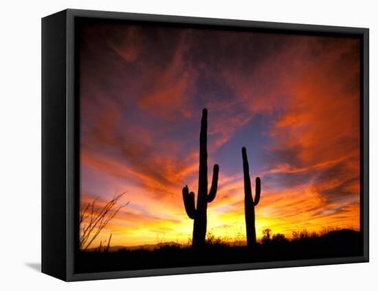 Saguaro Cactus at Sunset, Sonoran Desert, Arizona, USA-Marilyn Parver-Framed Premier Image Canvas