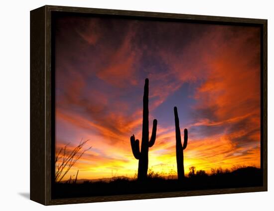 Saguaro Cactus at Sunset, Sonoran Desert, Arizona, USA-Marilyn Parver-Framed Premier Image Canvas