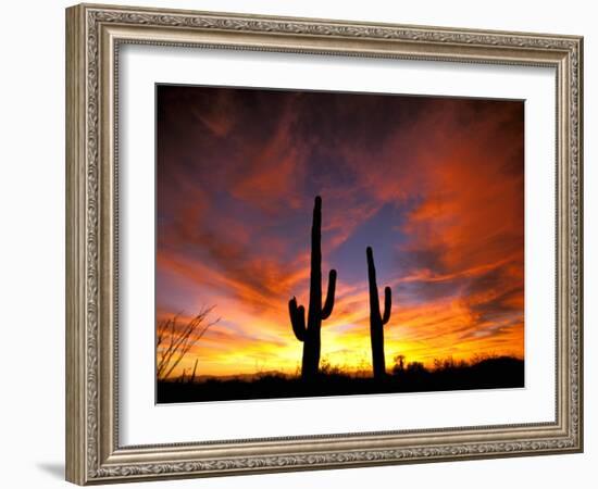 Saguaro Cactus at Sunset, Sonoran Desert, Arizona, USA-Marilyn Parver-Framed Photographic Print