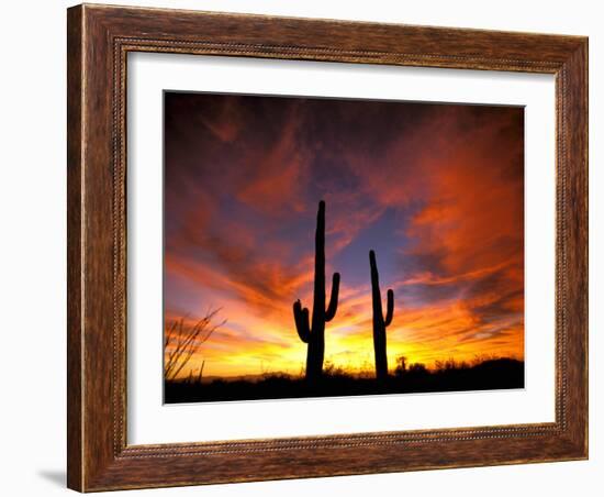 Saguaro Cactus at Sunset, Sonoran Desert, Arizona, USA-Marilyn Parver-Framed Photographic Print