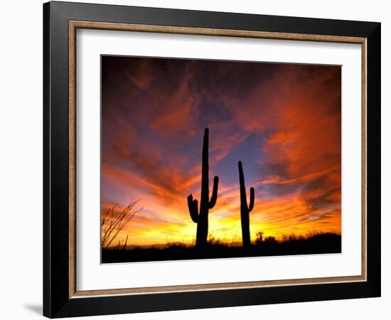 Saguaro Cactus at Sunset, Sonoran Desert, Arizona, USA-Marilyn Parver-Framed Photographic Print