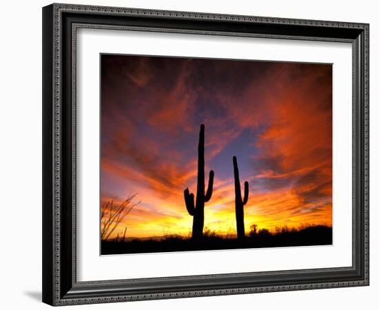 Saguaro Cactus at Sunset, Sonoran Desert, Arizona, USA-Marilyn Parver-Framed Photographic Print