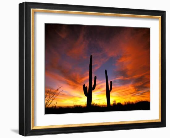 Saguaro Cactus at Sunset, Sonoran Desert, Arizona, USA-Marilyn Parver-Framed Photographic Print