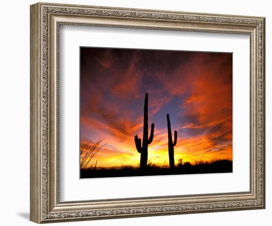 Saguaro Cactus at Sunset, Sonoran Desert, Arizona, USA-Marilyn Parver-Framed Photographic Print