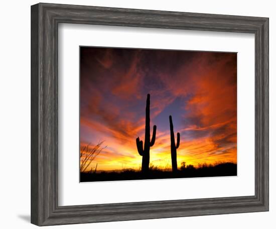 Saguaro Cactus at Sunset, Sonoran Desert, Arizona, USA-Marilyn Parver-Framed Photographic Print