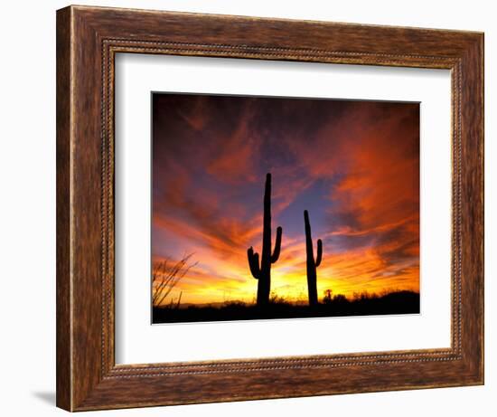 Saguaro Cactus at Sunset, Sonoran Desert, Arizona, USA-Marilyn Parver-Framed Photographic Print