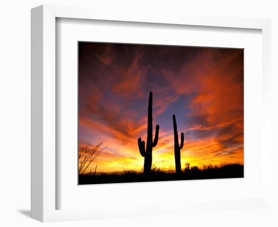 Saguaro Cactus at Sunset, Sonoran Desert, Arizona, USA-Marilyn Parver-Framed Photographic Print