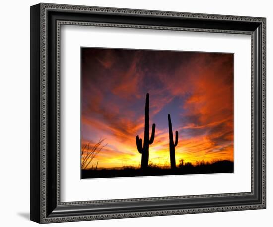 Saguaro Cactus at Sunset, Sonoran Desert, Arizona, USA-Marilyn Parver-Framed Photographic Print