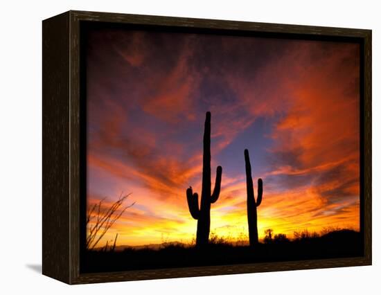 Saguaro Cactus at Sunset, Sonoran Desert, Arizona, USA-Marilyn Parver-Framed Premier Image Canvas