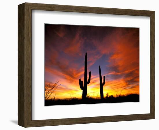 Saguaro Cactus at Sunset, Sonoran Desert, Arizona, USA-Marilyn Parver-Framed Premium Photographic Print