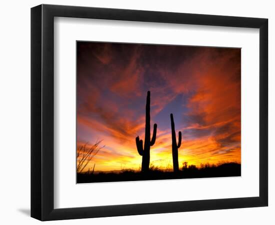 Saguaro Cactus at Sunset, Sonoran Desert, Arizona, USA-Marilyn Parver-Framed Premium Photographic Print