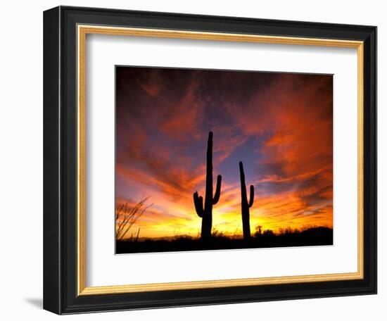 Saguaro Cactus at Sunset, Sonoran Desert, Arizona, USA-Marilyn Parver-Framed Premium Photographic Print