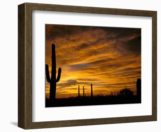 Saguaro Cactus at Sunset, Sonoran Desert, Arizona, USA-Marilyn Parver-Framed Photographic Print