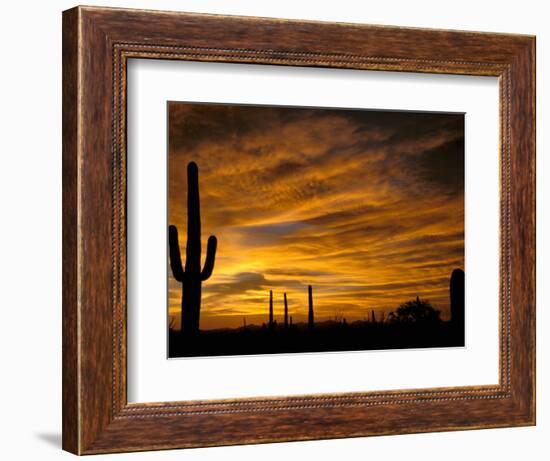 Saguaro Cactus at Sunset, Sonoran Desert, Arizona, USA-Marilyn Parver-Framed Photographic Print