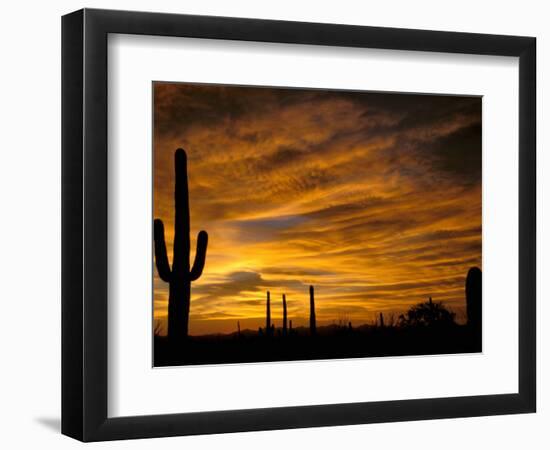 Saguaro Cactus at Sunset, Sonoran Desert, Arizona, USA-Marilyn Parver-Framed Photographic Print