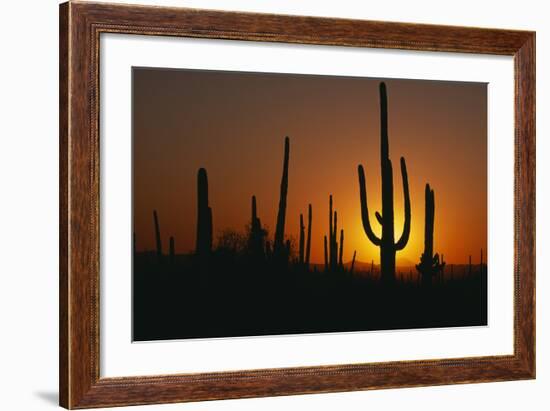 Saguaro Cactus at Sunset-DLILLC-Framed Photographic Print