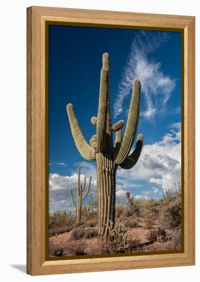 Saguaro Cactus Await Monsoon-raphoto-Framed Premier Image Canvas