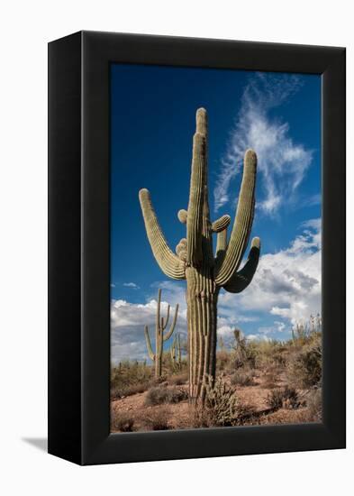 Saguaro Cactus Await Monsoon-raphoto-Framed Premier Image Canvas