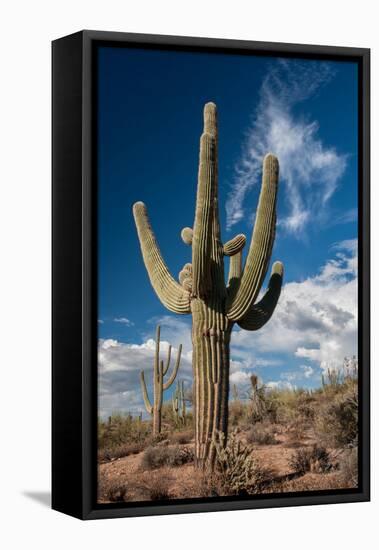 Saguaro Cactus Await Monsoon-raphoto-Framed Premier Image Canvas