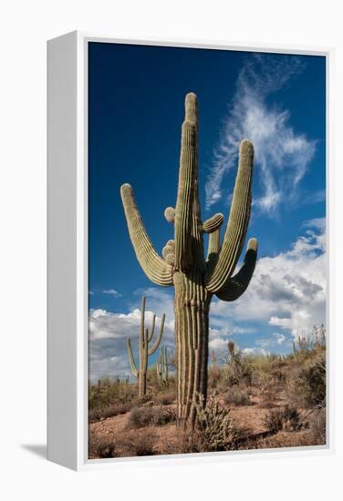 Saguaro Cactus Await Monsoon-raphoto-Framed Premier Image Canvas