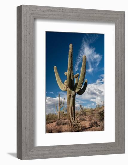 Saguaro Cactus Await Monsoon-raphoto-Framed Photographic Print