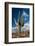 Saguaro Cactus Await Monsoon-raphoto-Framed Photographic Print