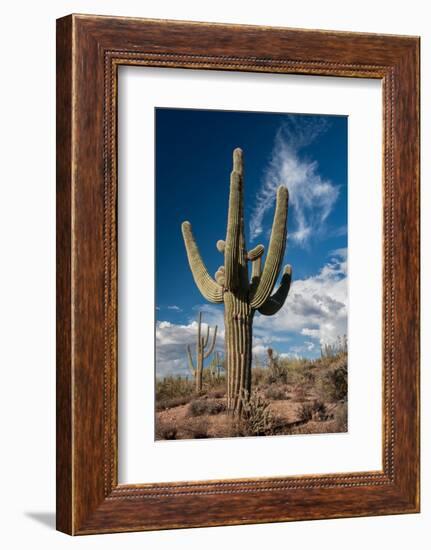 Saguaro Cactus Await Monsoon-raphoto-Framed Photographic Print