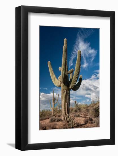 Saguaro Cactus Await Monsoon-raphoto-Framed Photographic Print