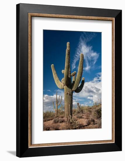 Saguaro Cactus Await Monsoon-raphoto-Framed Photographic Print