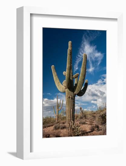 Saguaro Cactus Await Monsoon-raphoto-Framed Photographic Print