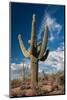 Saguaro Cactus Await Monsoon-raphoto-Mounted Photographic Print