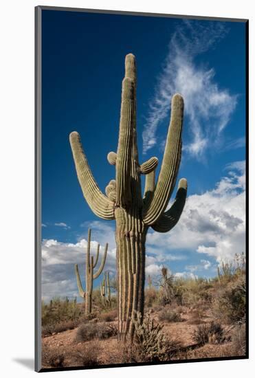Saguaro Cactus Await Monsoon-raphoto-Mounted Photographic Print
