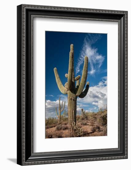 Saguaro Cactus Await Monsoon-raphoto-Framed Photographic Print