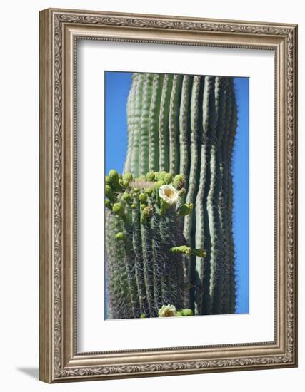 Saguaro cactus blooms, Arizona, USA-Anna Miller-Framed Photographic Print