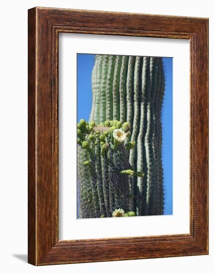 Saguaro cactus blooms, Arizona, USA-Anna Miller-Framed Photographic Print
