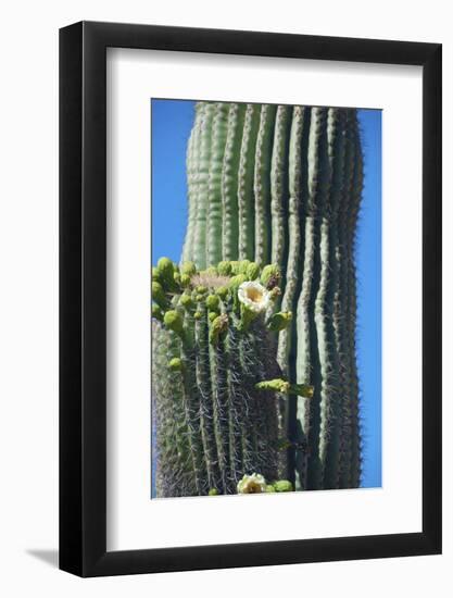 Saguaro cactus blooms, Arizona, USA-Anna Miller-Framed Photographic Print